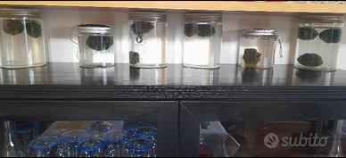 Alga 🇯🇵 giapponese Marimo