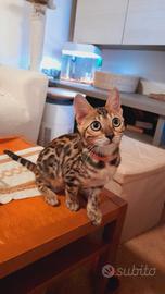 Cucciole di gatto del Bengala