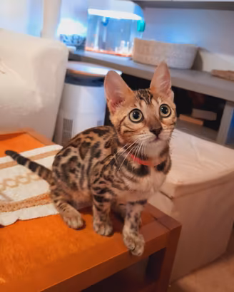 Cucciole di gatto del Bengala