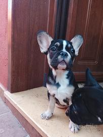 Bulldog francese