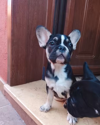 Bulldog francese