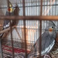 Coppia calopsite di 1anno