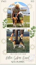 Beagle cuccioli
