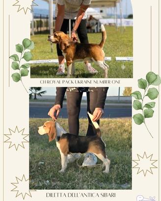 Beagle cuccioli