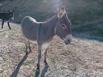 Asina sarda di 9 anni