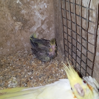 Pulli Calopsite cocorite Parrocchetti monaci