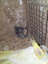 Pulli Calopsite cocorite Parrocchetti monaci