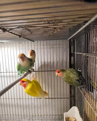 inseparabile 