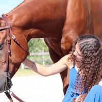 Morso, testiera e redini da equitazione americana