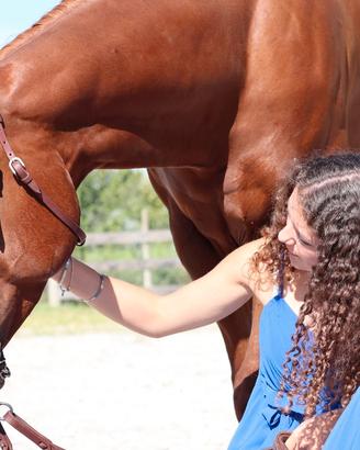 Morso, testiera e redini da equitazione americana