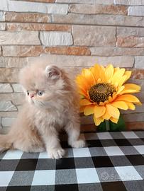 Gatto persiano