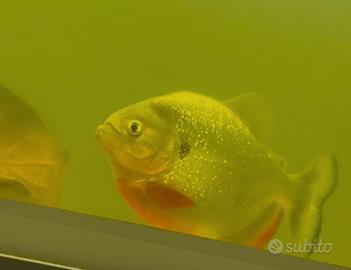 Piranha cariba