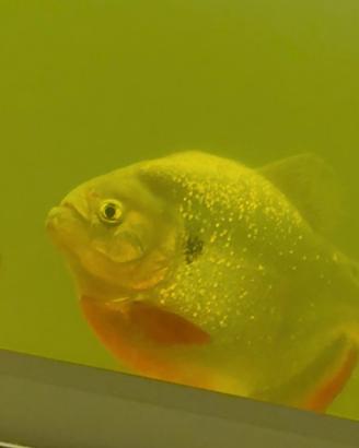 Piranha cariba