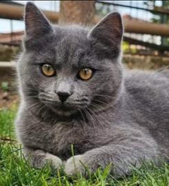 Cuccioloni Certosini