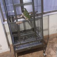 Ara severa pappagalli sardegna