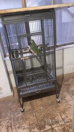 Ara severa pappagalli sardegna