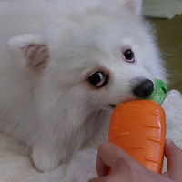 Spitz di pomerania bianco