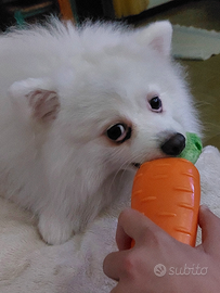 Spitz di pomerania bianco