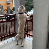 Maremmano incrociato a Labrador