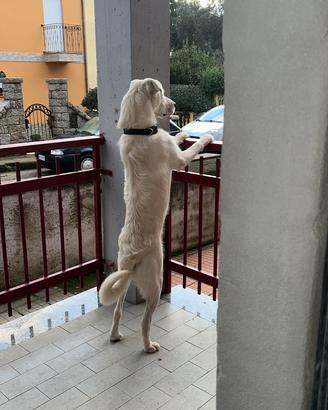 Maremmano incrociato a Labrador