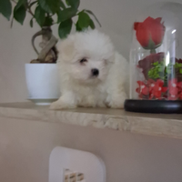 Stupenda cucciola di maltese miny toy