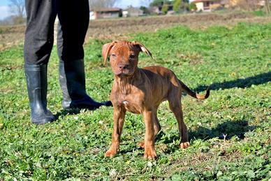 American Pitbull Terrier