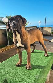 Cane Corso cucciola