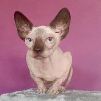 Gattino nudo con pedigree Sphynx/ ELF