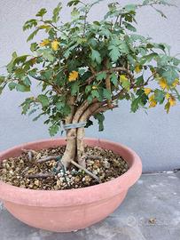 Prebonsai biancospino