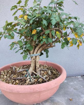 Prebonsai biancospino