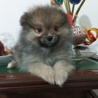Spitz ultimo cucciolo