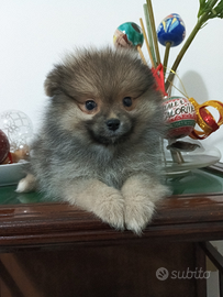 Spitz ultimo cucciolo