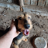 Cuccioloni segugio