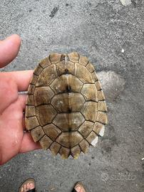 Tartaruga acquatica graptemys