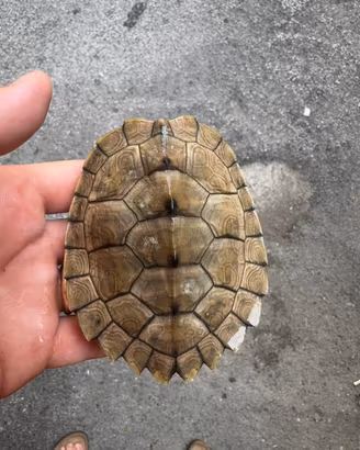 Tartaruga acquatica graptemys