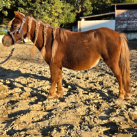 Pony femmine
