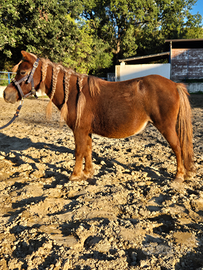 Pony femmine