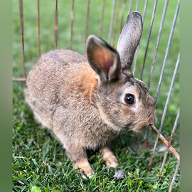 Coniglio tipo selvatico
