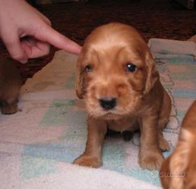 Cucciolini Cocker Spaniel dolcissimi maschietti
