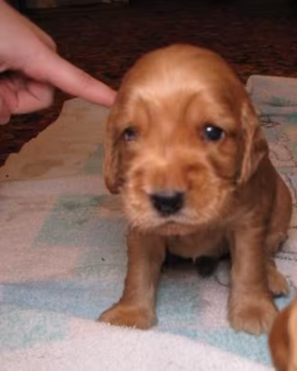 Cucciolini Cocker Spaniel dolcissimi maschietti