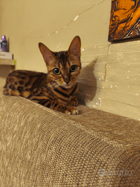 Gatto bengala