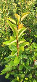 Piante ornamentali e siepi
