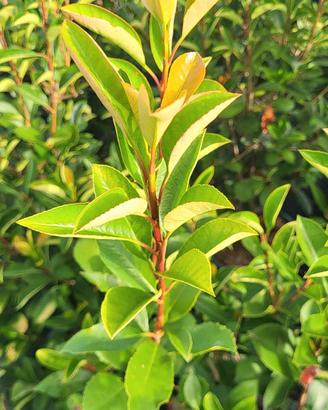 Piante ornamentali e siepi