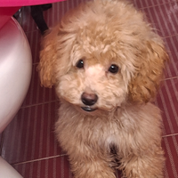 Cuccioli di 5mesi barbongini sverminati e vaccinat