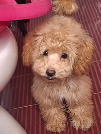 Cuccioli di 5mesi barbongini sverminati e vaccinat