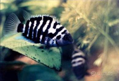 Pesci tropicali ciclidi nigrofasciatum