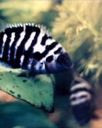 Pesci tropicali ciclidi nigrofasciatum