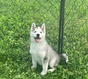 Cuccioli di siberian husky