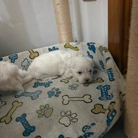 Cuccioli maltese stupendi