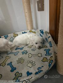 Cuccioli maltese stupendi